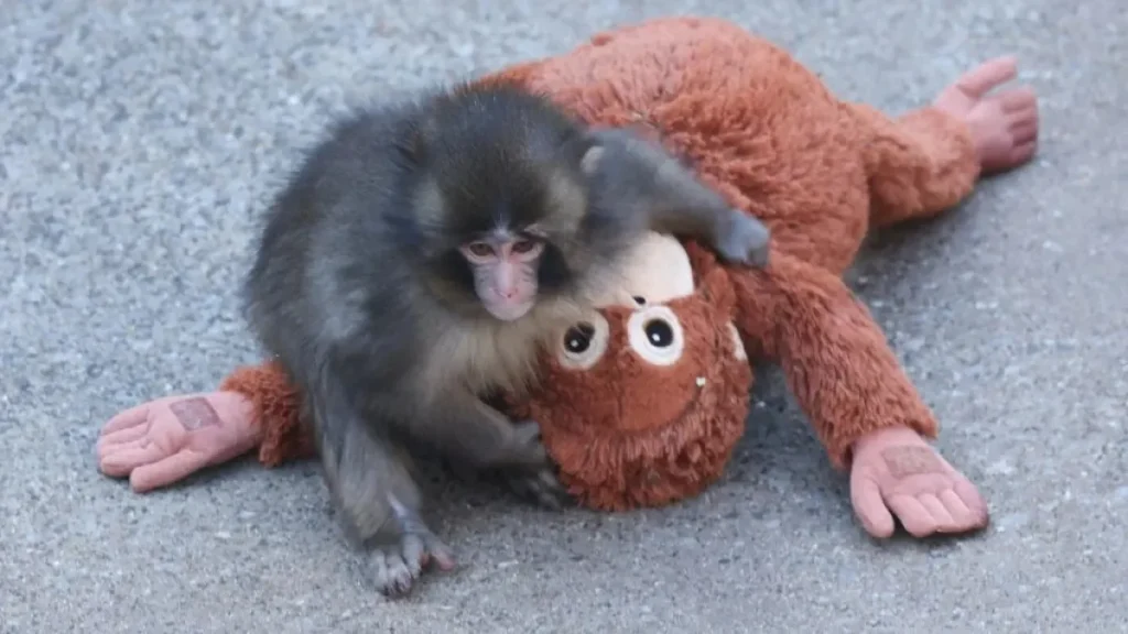 Punch, macaco famoso da internet, comemora 1 ano