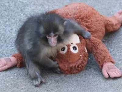Punch, macaco famoso da internet, comemora 1 ano