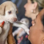 DF abre 1.800 vagas para castração gratuita de cães e gatos