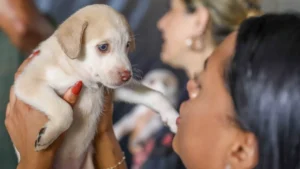 DF abre 1.800 vagas para castração gratuita de cães e gatos