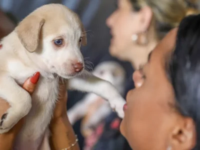 DF abre 1.800 vagas para castração gratuita de cães e gatos