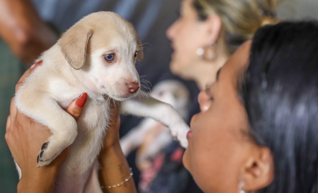DF abre 1.800 vagas para castração gratuita de cães e gatos