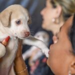 DF abre 1.800 vagas para castração gratuita de cães e gatos