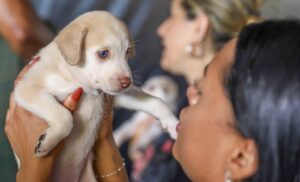 DF abre 1.800 vagas para castração gratuita de cães e gatos