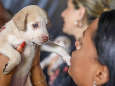 DF abre 1.800 vagas para castração gratuita de cães e gatos