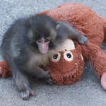 Macaco Punch: fenômeno da web celebra 1 ano de vida