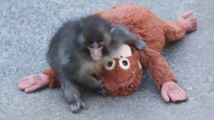 Macaco Punch: fenômeno da web celebra 1 ano de vida