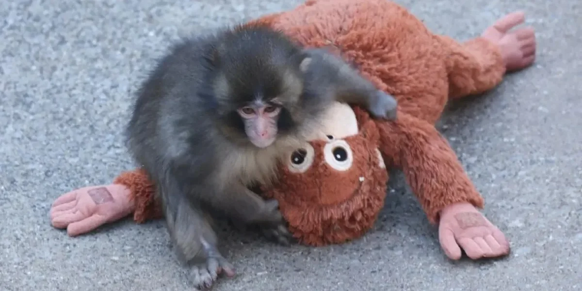 Macaco famoso da internet, Punch, celebra 1 ano de vida