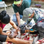 Filhote de hipopótamo de Escobar é resgatado na Colômbia